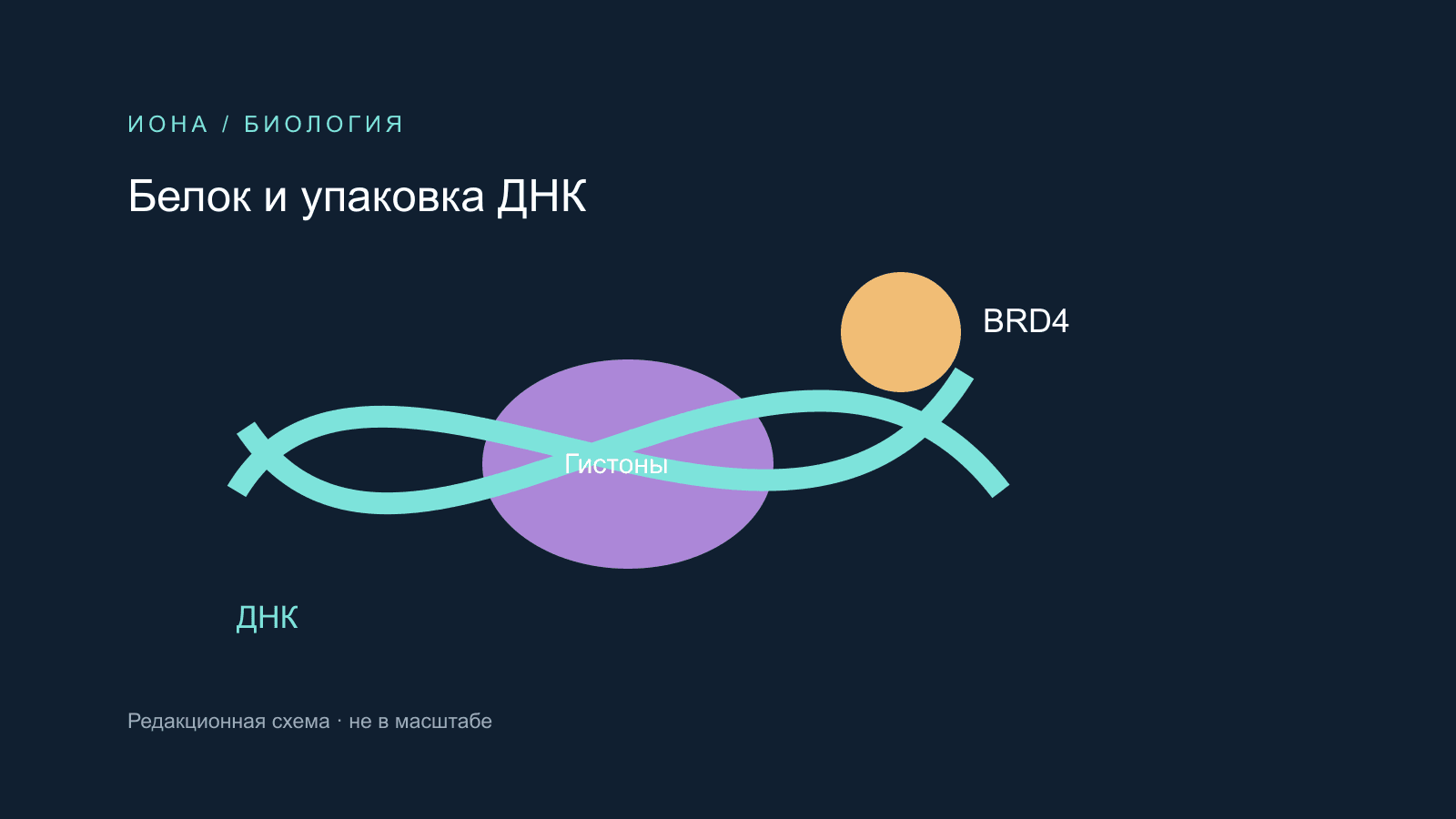 Редакционная схема взаимодействия BRD4 с упаковкой ДНК